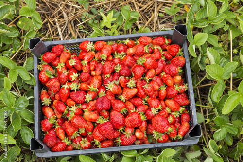 Box full with fresh red strawberries in the field