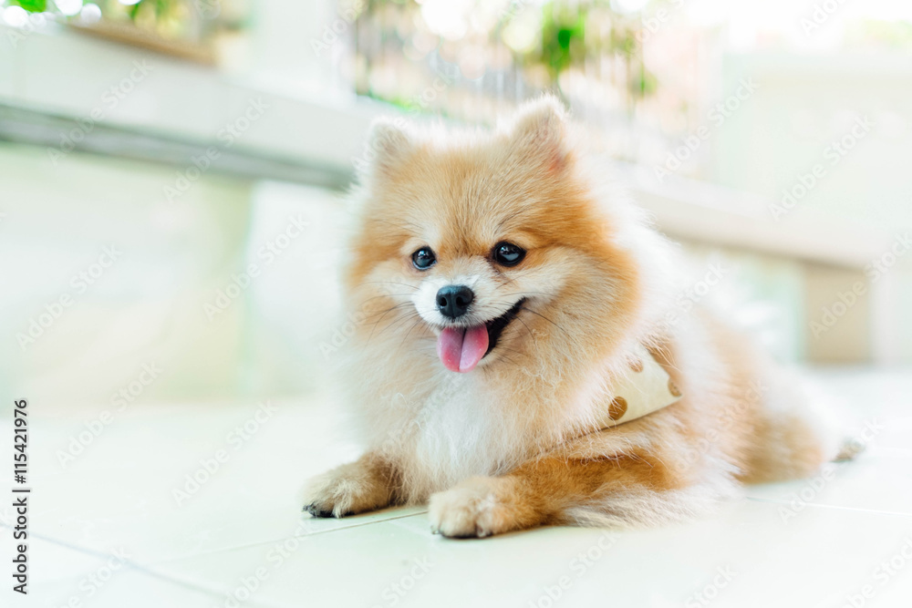 pomeranian healthy, dog pomeranian concept, pomeranian. groomed,