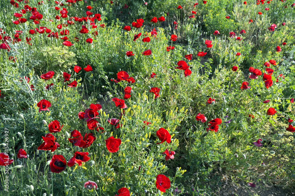 Red poppy flowers in a natural green field
