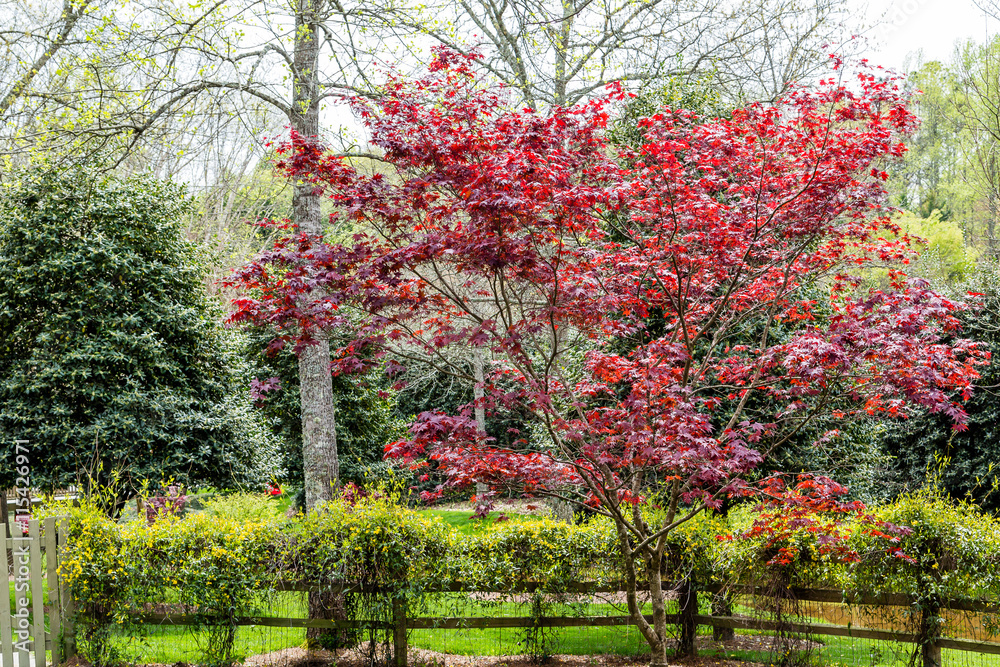 Naklejka premium Japanese Magnolia Over Flowering Vine