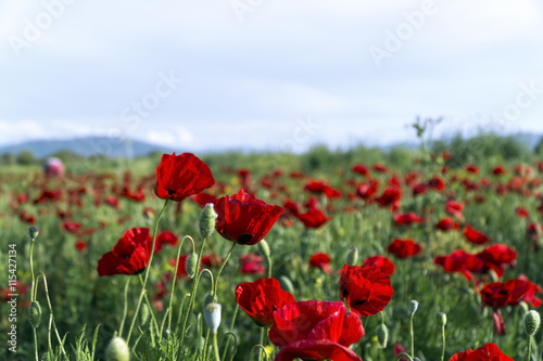 Red poppy flowers in a natural green field