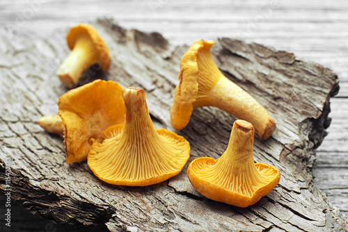 Mushroom Yellow chanterelle photo