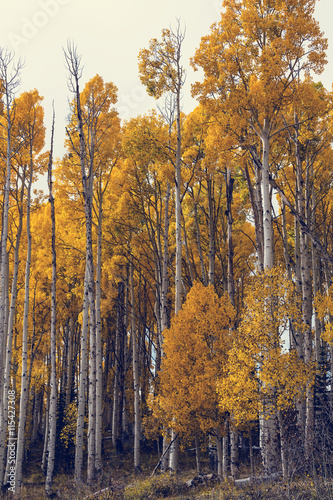 Autumn forest