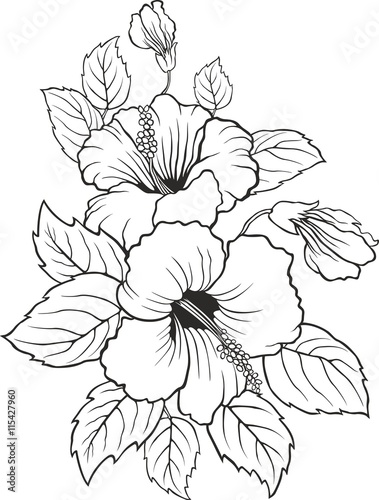 Fototapeta Naklejka Na Ścianę i Meble -  Blooming lily flowers. Invitation card or floral background with silhouette of lilies flowers. Template of beautiful postcards. Isolated on white background. Vector illustration.