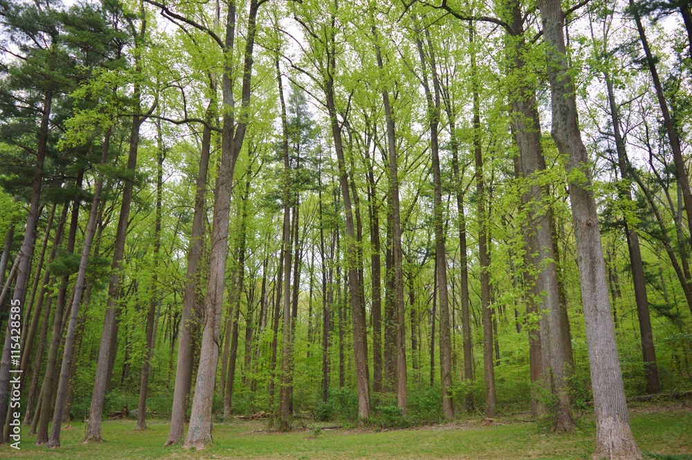 Fototapeta premium forest