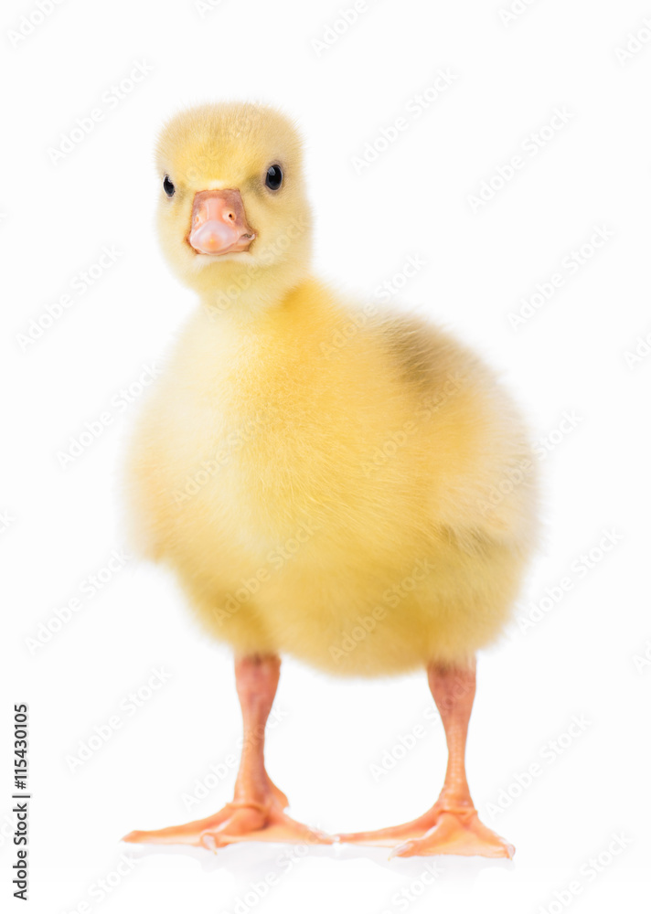 Cute little newborn gosling, isolated on a white background Cute little newborn gosling, isolated on a white background