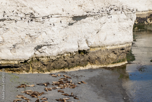 Colony Of South American Sea Lions (Otaria flavescens) In Punta Loma Nature Reserve - Puerto Madryn - Argentina