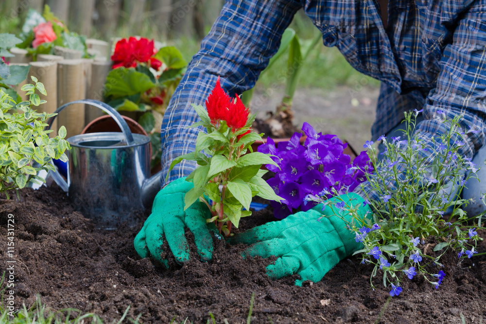 Fototapeta premium Planting flowers in the garden home