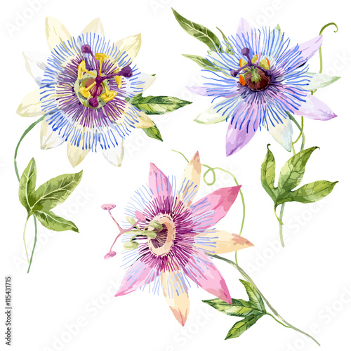Watercolor passion flower