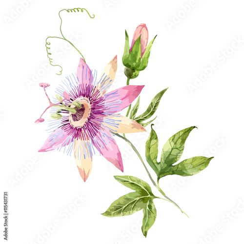 Watercolor passion flower