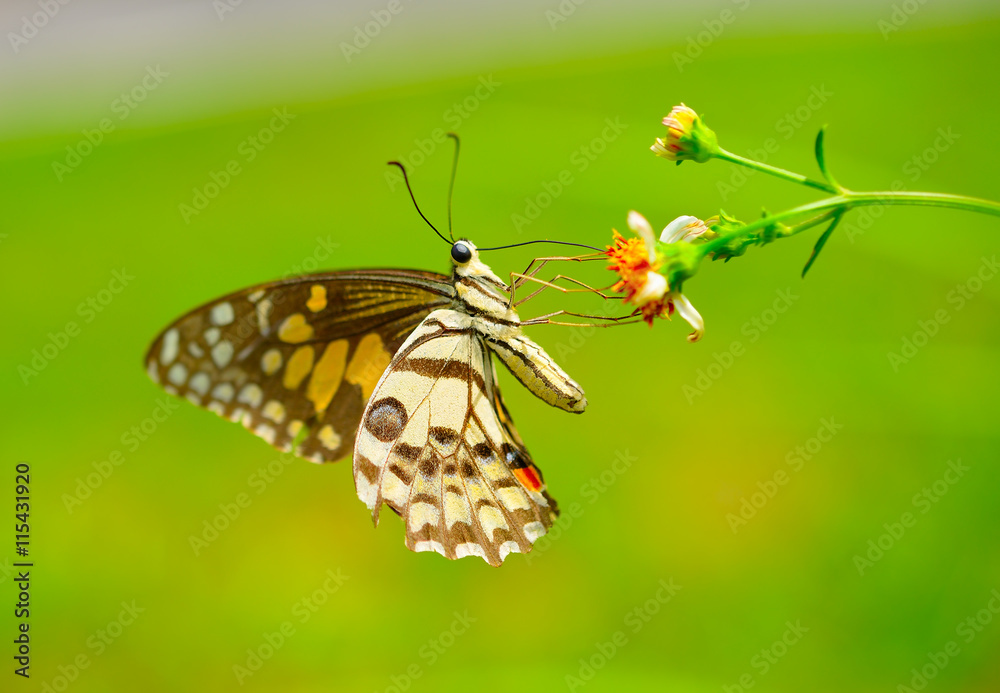 Obraz premium butterfly on flower