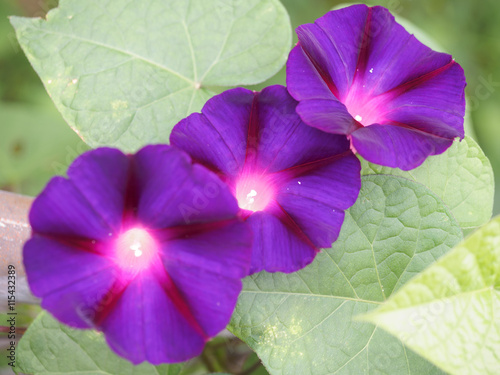 This beautiful purple morning glory