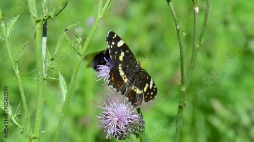 Landkärtchen (Araschnia levana) Landkärtchenfalter teilt sich die Blüte mit einer Hummel Dunkle Erdhummel (Bombus terrestris) photo