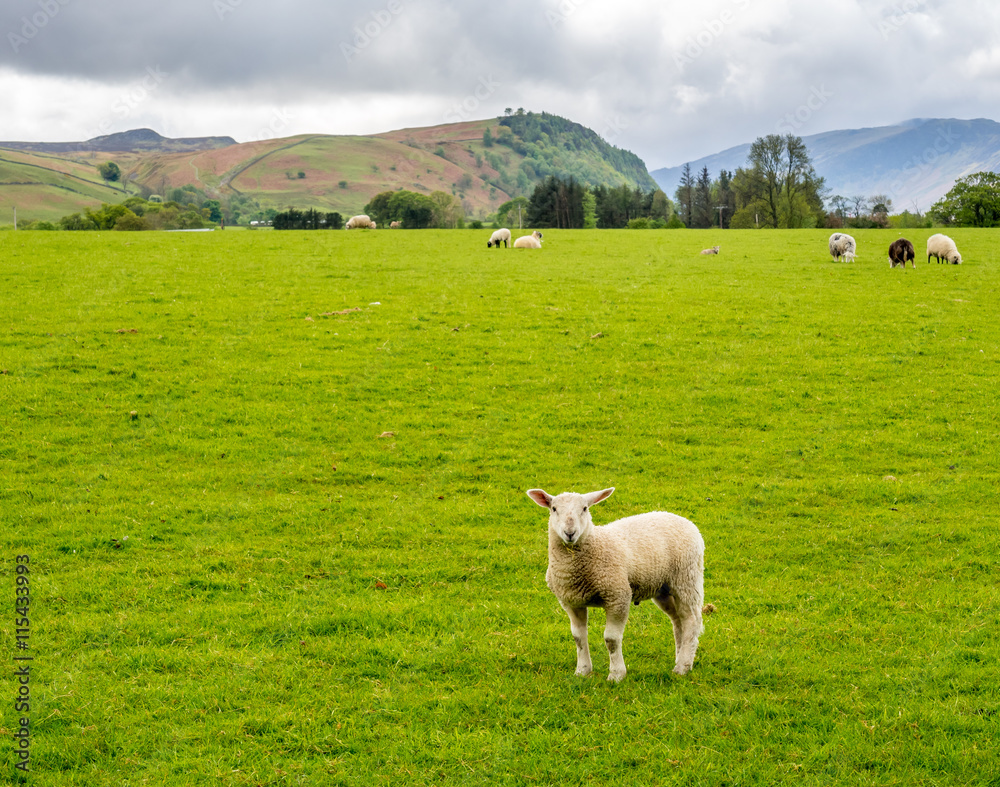 Obraz premium Sheep in countryside