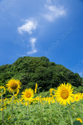 Fototapeta Naklejka Na Ścianę i Meble -  ひまわり（向日葵）