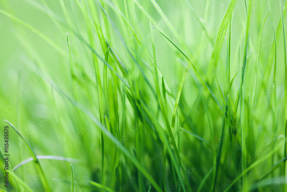 Green plants energy concept. Grass background, macro view. soft focus. shallow depth of field. eco concept