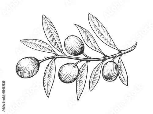 Olive branch engraving style vector