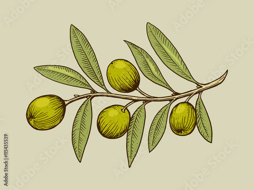 Olive branch engraving style vector
