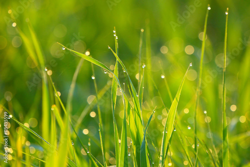Background of green grass with drops of dew.