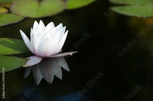 Exotic water lilies in a pond. Blooming white nymphaea waterlily, reflection on dark water
