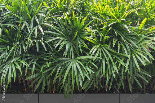 Εκτύπωση καμβά Bamboo palm / areca palm trees in cement pot as background with bright sun light