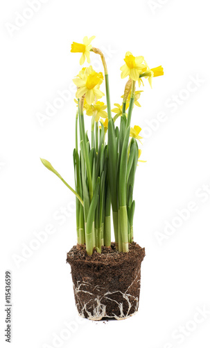 Yellow narcissus flower isolated