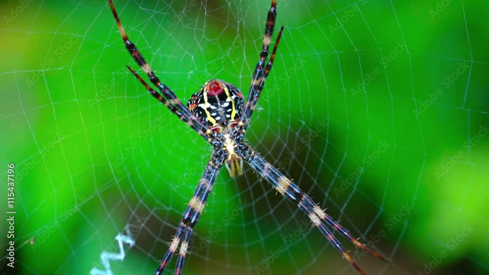 Extreme closeup of an Argiope Orb Weaver spider, with brightly colored, yellow and red patterned markings, clinging to its web in its natural environment. Extreme closeup of an Argiope Orb Weaver spider, with brightly colored, yellow and red patterned markings, clinging to its web in its natural environment.