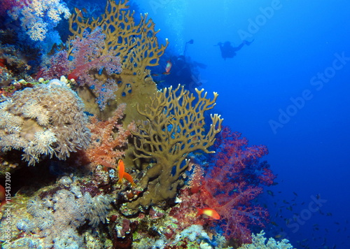 Colourful scene at Habili Ali, St John's reefs, Red Sea, Egypt