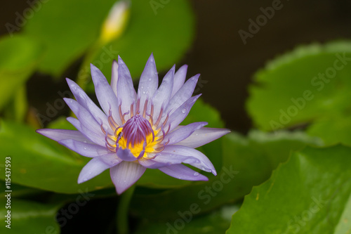 Violet lotus in water garden.