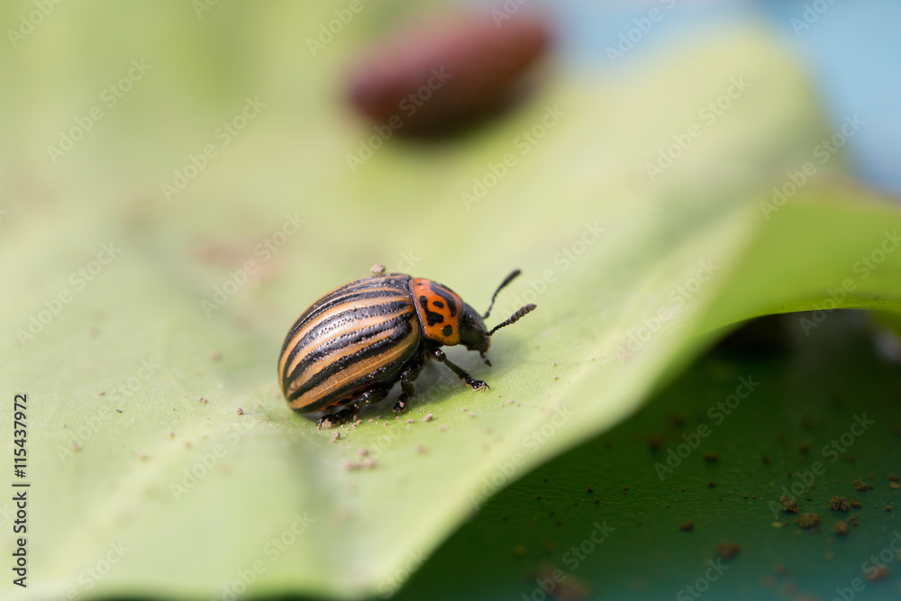 Beetle sitting on a green leaf Beetle sitting on a green leaf