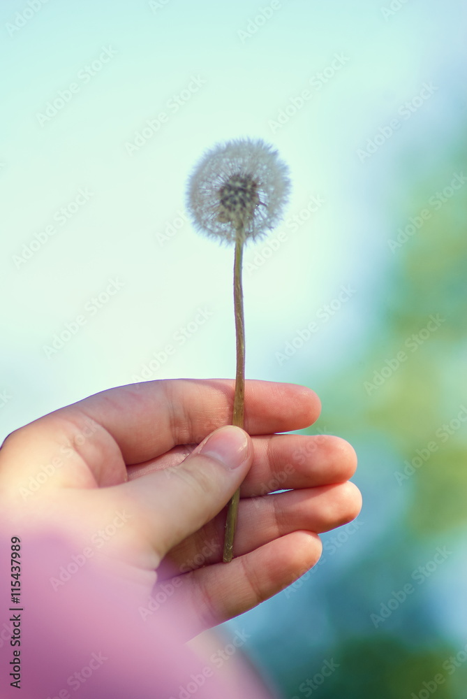Fototapeta premium Woman with dandelion at natural environment