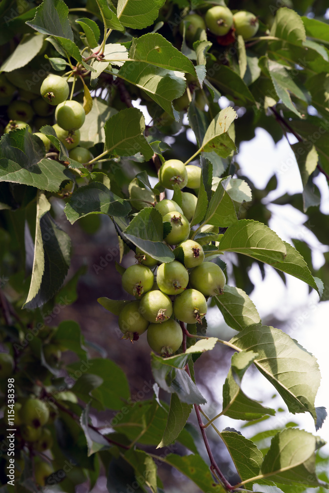 A rich harvest of green apples of paradise