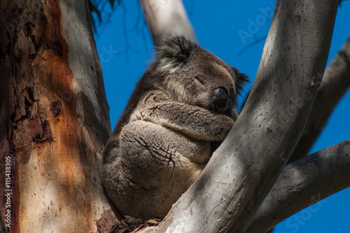 Koala on Kangaroo Island photo