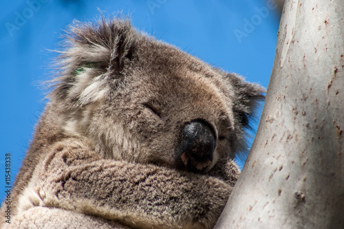 Koala on Kangaroo Island photo