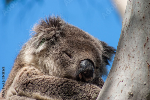 Fototapeta Naklejka Na Ścianę i Meble -  Koala on Kangaroo Island
