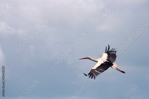 Stork flying in the sky.