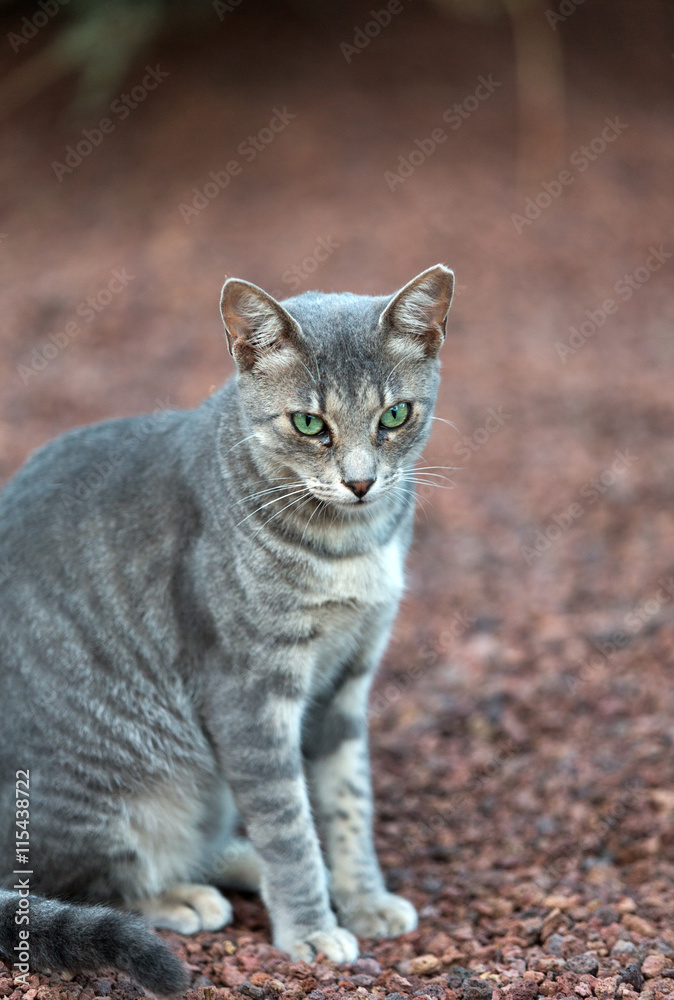 A Beautiful  grey cat outside in the garden