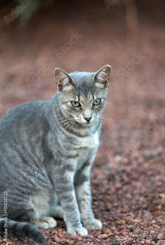 A Beautiful grey cat outside in the garden