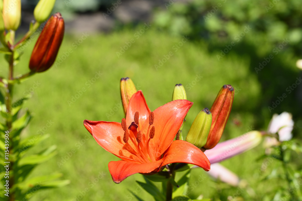 Flowering ornamental yellow lily in the garden closeup Flowering ornamental yellow lily in the garden closeup