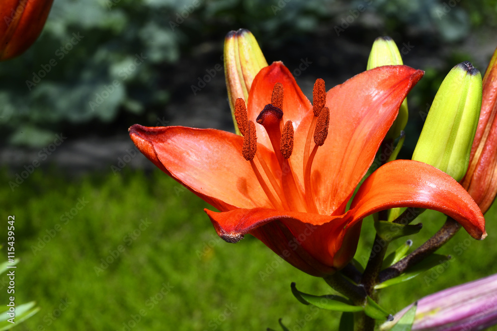 Flowering ornamental yellow lily in the garden closeup Flowering ornamental yellow lily in the garden closeup