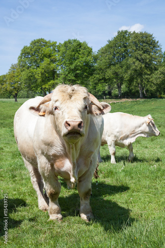 Large white Charolais beef bull standing facing the camera in a lush green spring pasture with a cow behind him