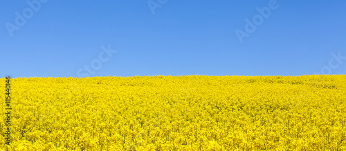 Photos Panorama view of a field of bright yellow rapeseed or canola, Brassica napus, al