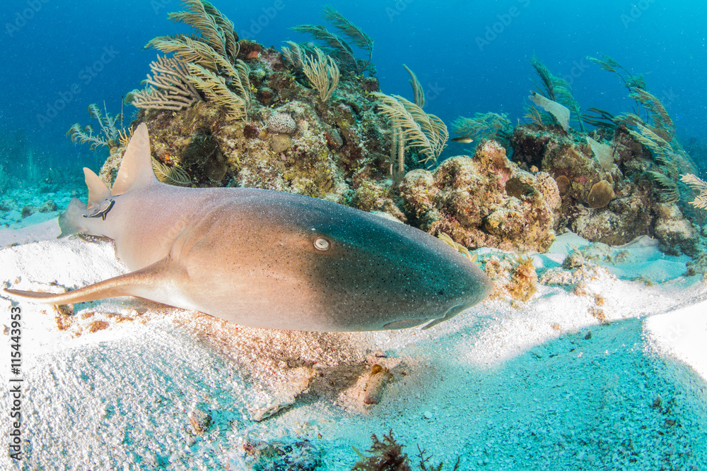 Fototapeta premium Nurse shark at Ambergris Caye, Belize