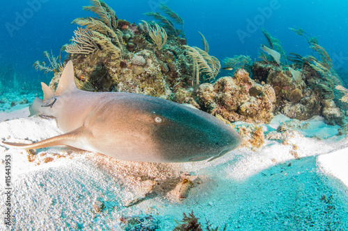 Nurse shark at Ambergris Caye, Belize