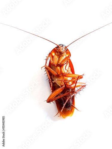 Cockroach lying flat on a white background.