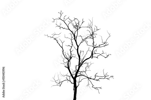 Silhouette daed tree.