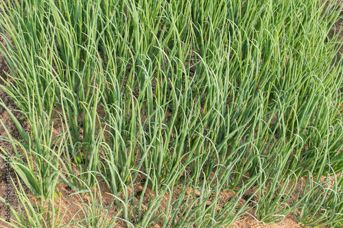 Onion plantation in the vegetable garden