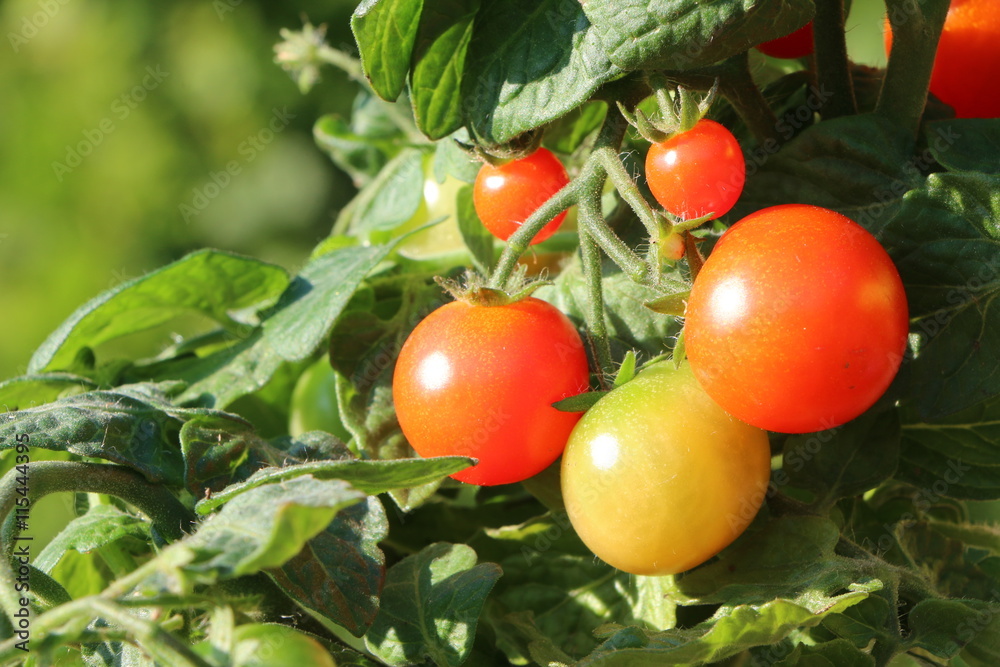 Tomatenpflanze im Sommer