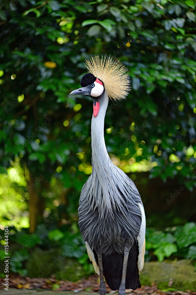 Fototapeta premium ホオジロカンムリヅル / Grey crowned crane