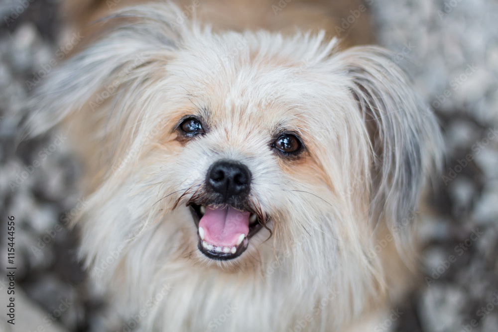 Pomeranian breed with Shisu in a suspect face Pomeranian breed with Shisu in a suspect face